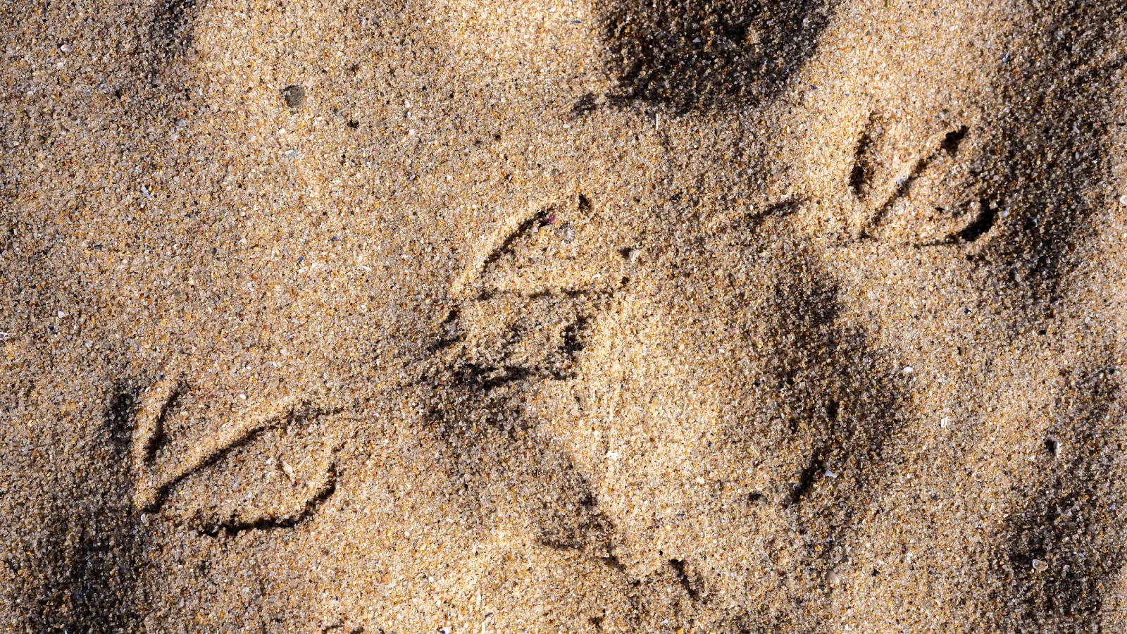 Praia do Sul, Ericeira